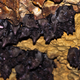 Image for article titled Solving the ancient mystery of what destroyed the bats of the Caribbean